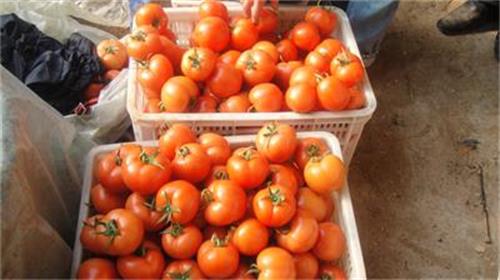 山东西红柿的营养丰富