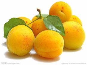 营养物质含量高的山东优质杏
