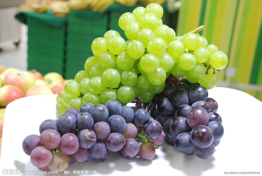山东优良葡萄品种产量高
